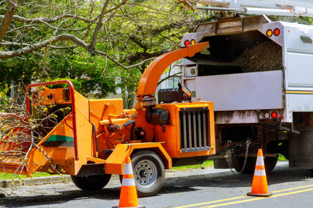 Professional Tree Care Services in Inwood, FL