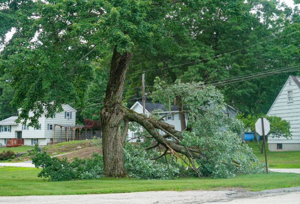 How Our Tree Care Process Works  in  Inwood, FL